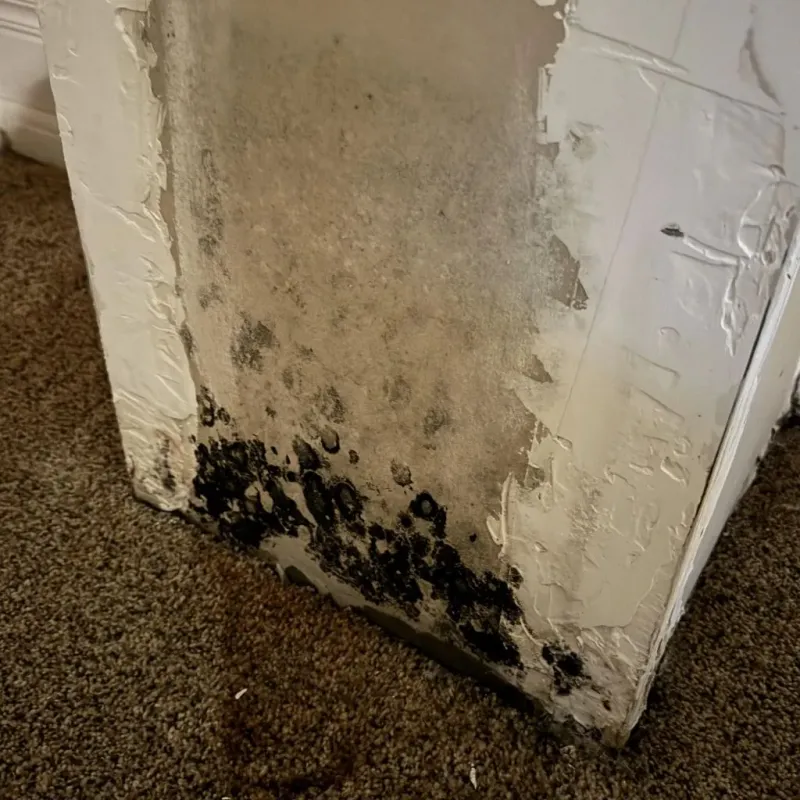 Professional Mold Removal in Will County, IL